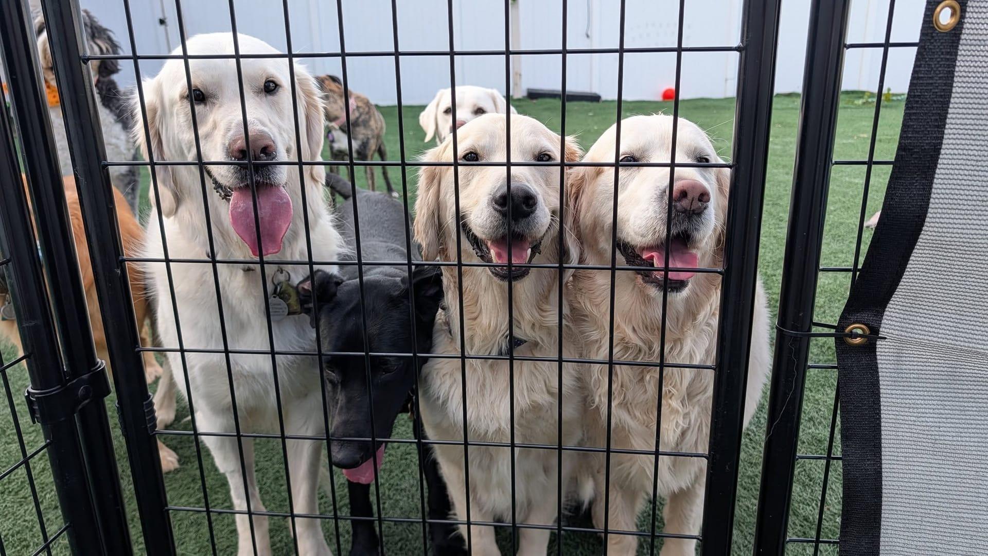 Joyful pack socializing building confidence serving Sun Prairie families at professionally supervised wilderness trails