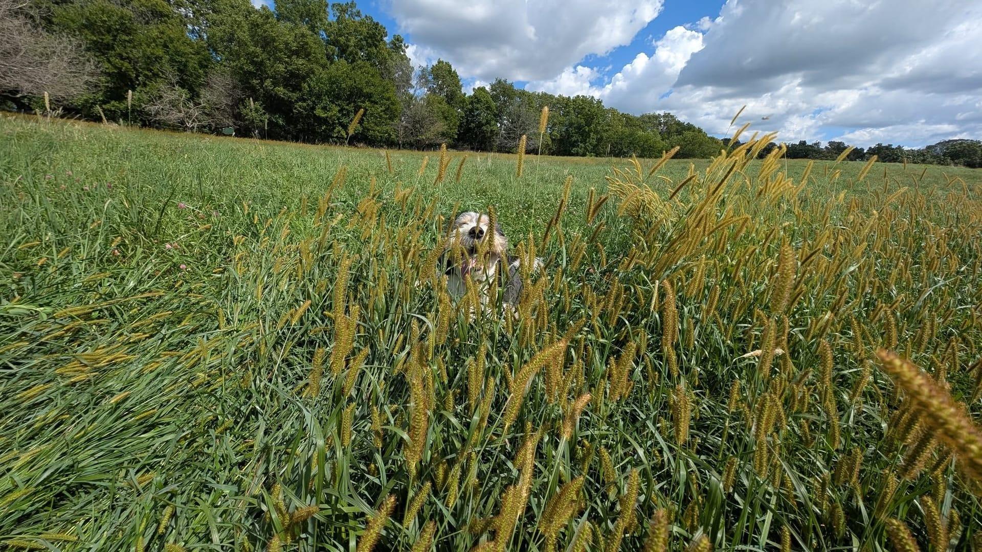 Happy terrier building confidence serving Sun Prairie families at professionally supervised wilderness trails