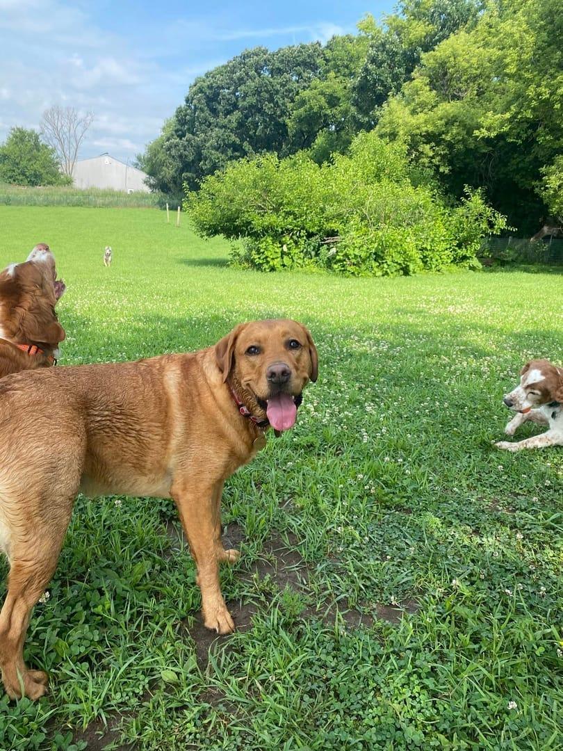 Yellow Lab getting experiencing natural enrichment for Madison area dogs at Waunakee's premier adventure park