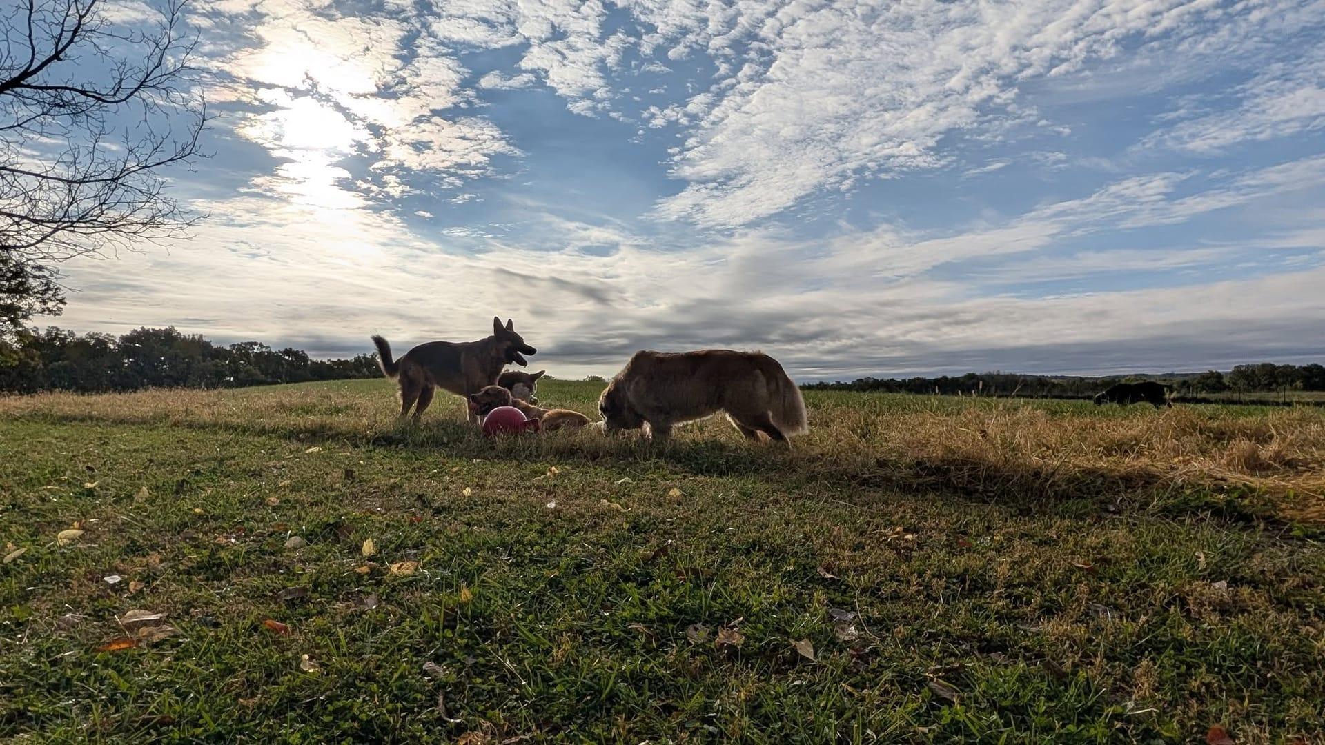 Social mixed group socializing achieving peaceful exhaustion for Middleton area pets at private trail systems with River Paws