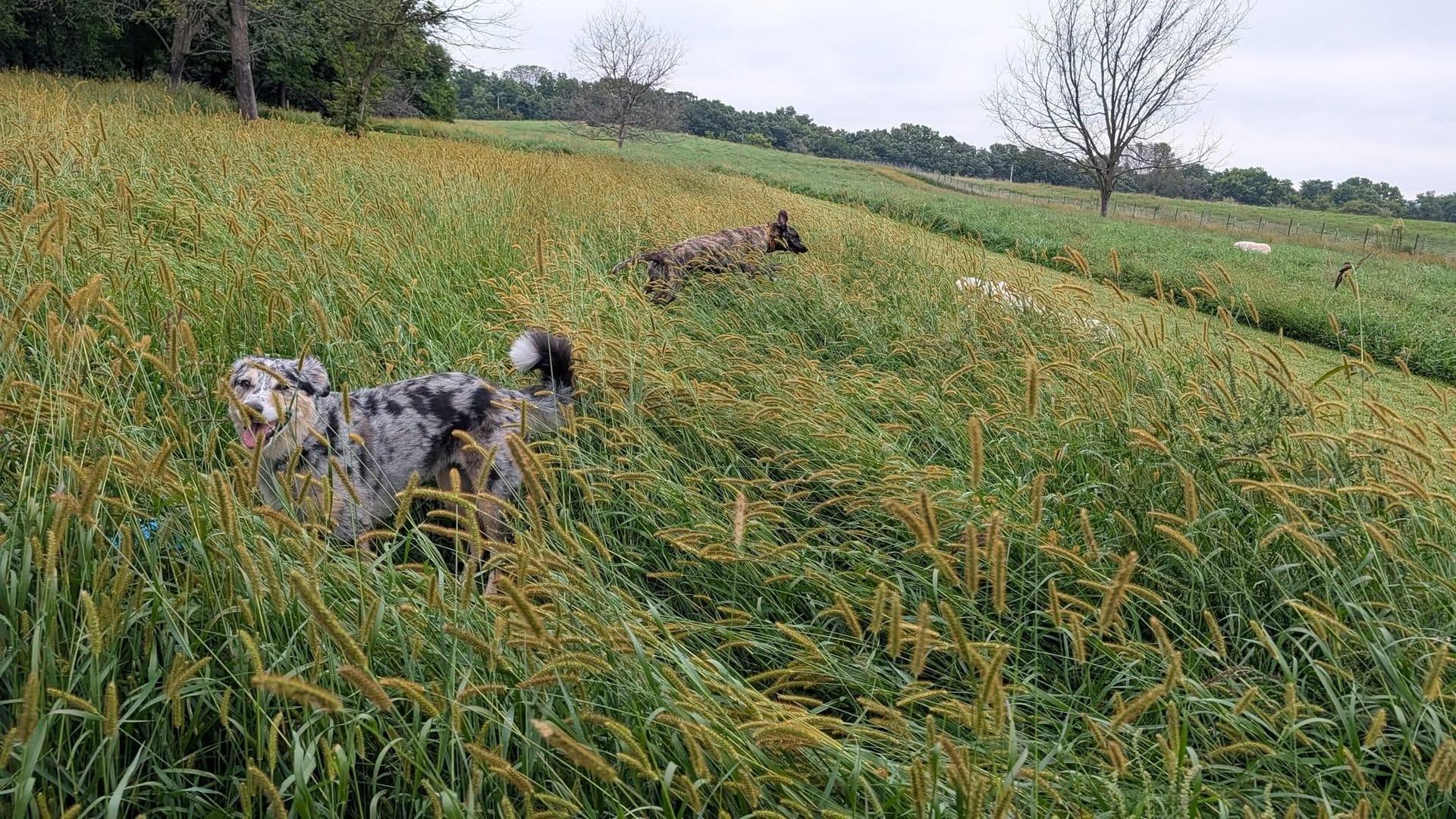 Playful Aussie mix thriving on purpose-built wilderness trails at River Paws' exclusive facility in Waunakee, Wisconsin