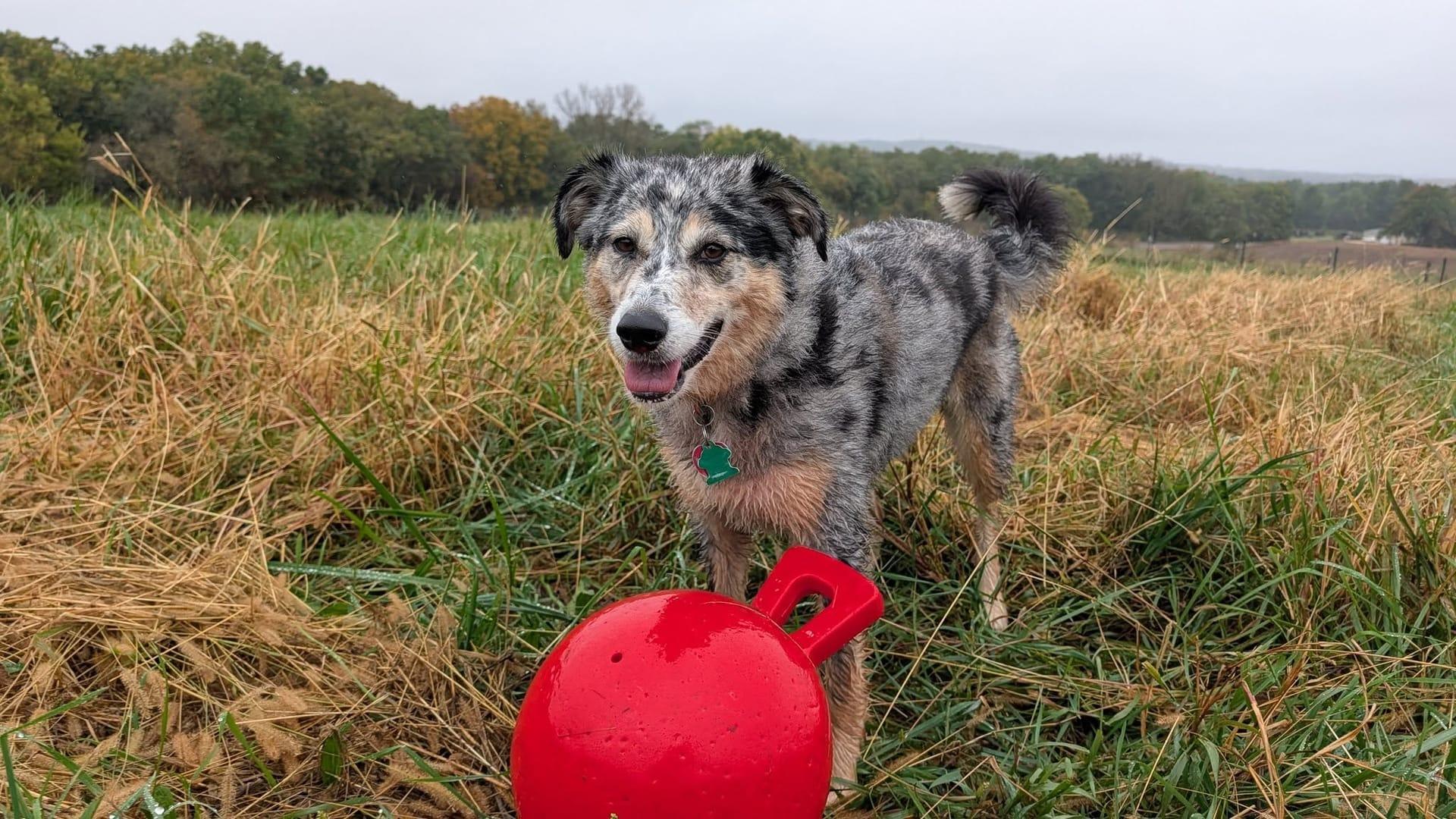 Merle Aussie thriving on purpose-built wilderness trails at River Paws' exclusive facility in Waunakee, Wisconsin