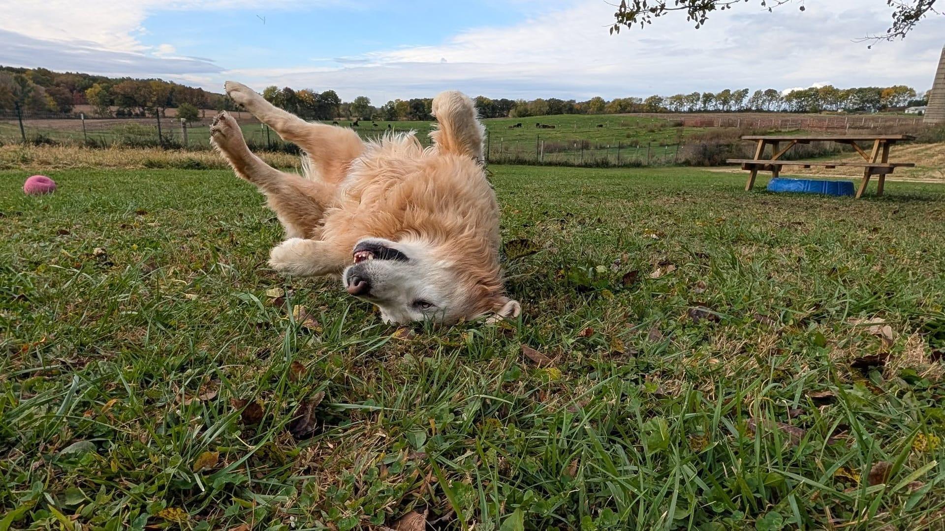 Joyful Golden Retriever building confidence serving Sun Prairie families at professionally supervised wilderness trails