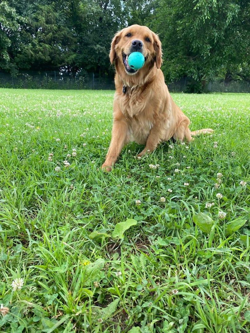 Golden Retriever experiencing natural enrichment for Madison area dogs at Waunakee's premier adventure park
