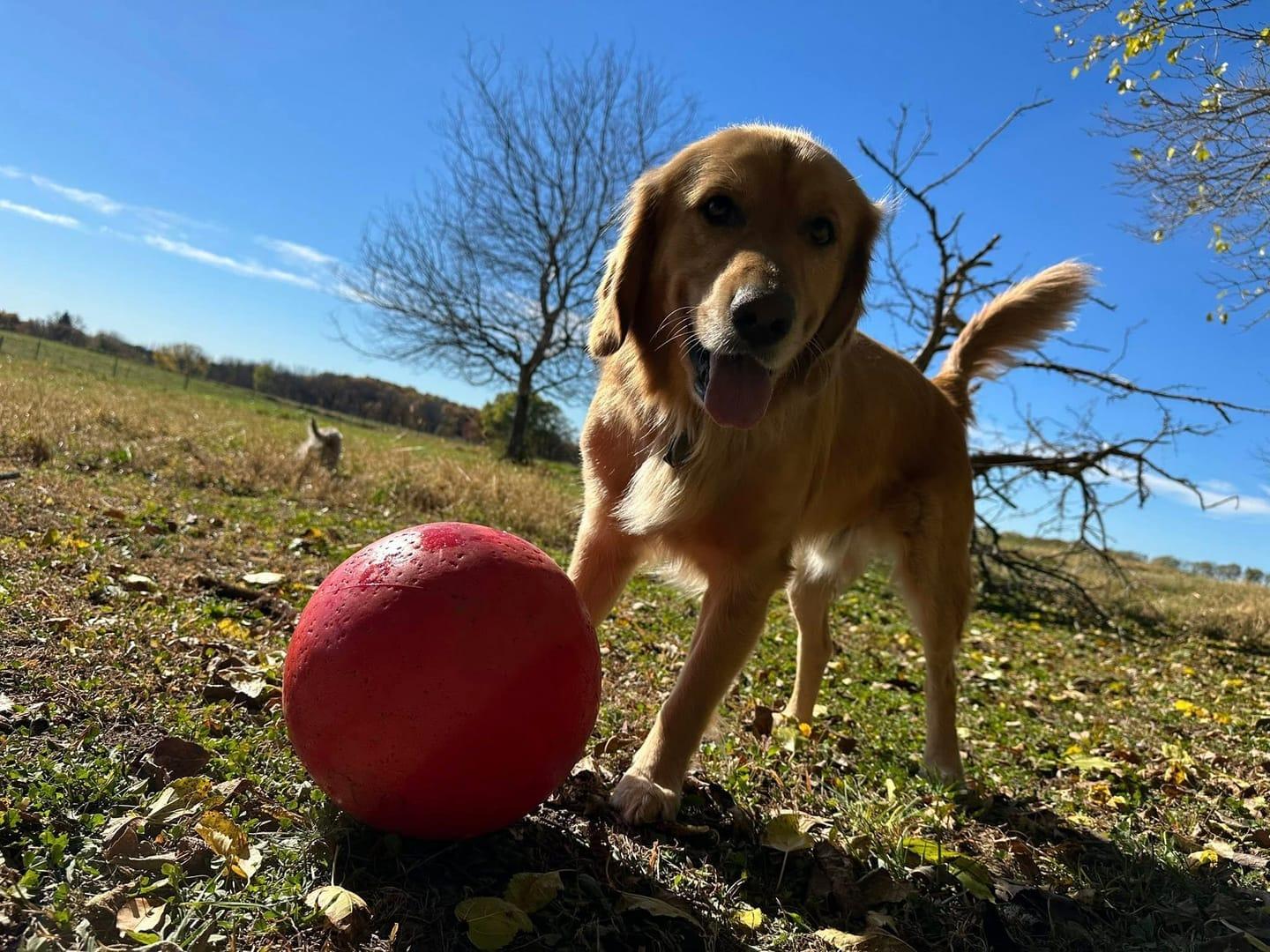Playful Golden Retriever building confidence serving Sun Prairie families at professionally supervised wilderness trails