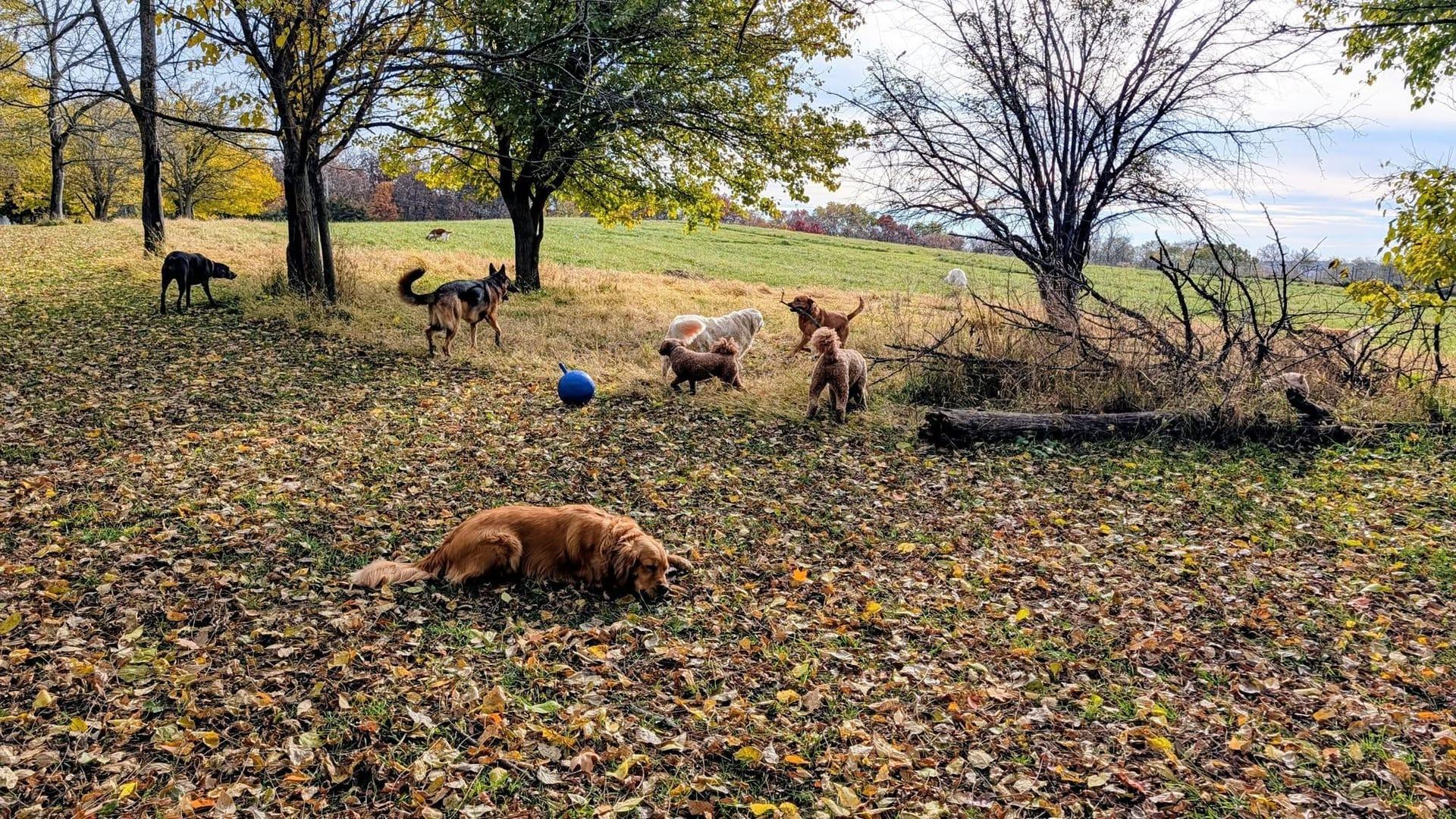 Diverse pack socializing safely building confidence serving Sun Prairie families at professionally supervised wilderness trails