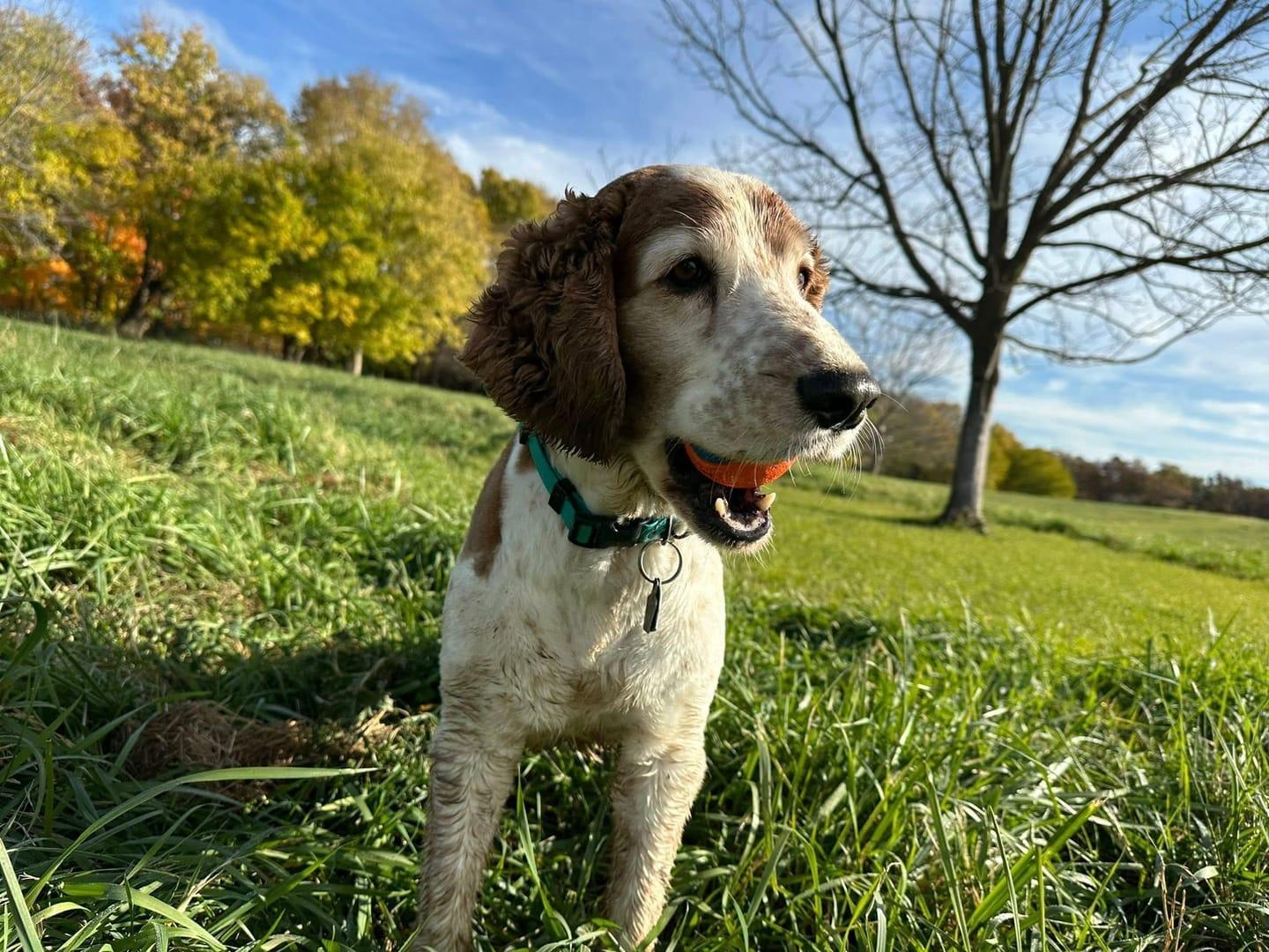 Playful Spaniel achieving peaceful exhaustion for Middleton area pets at private trail systems with River Paws