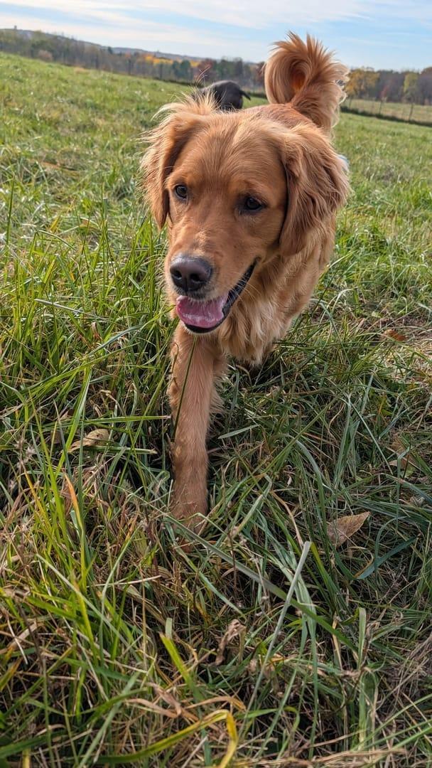 Radiant Golden Retriever thriving on purpose-built wilderness trails at River Paws' exclusive facility in Waunakee, Wisconsin