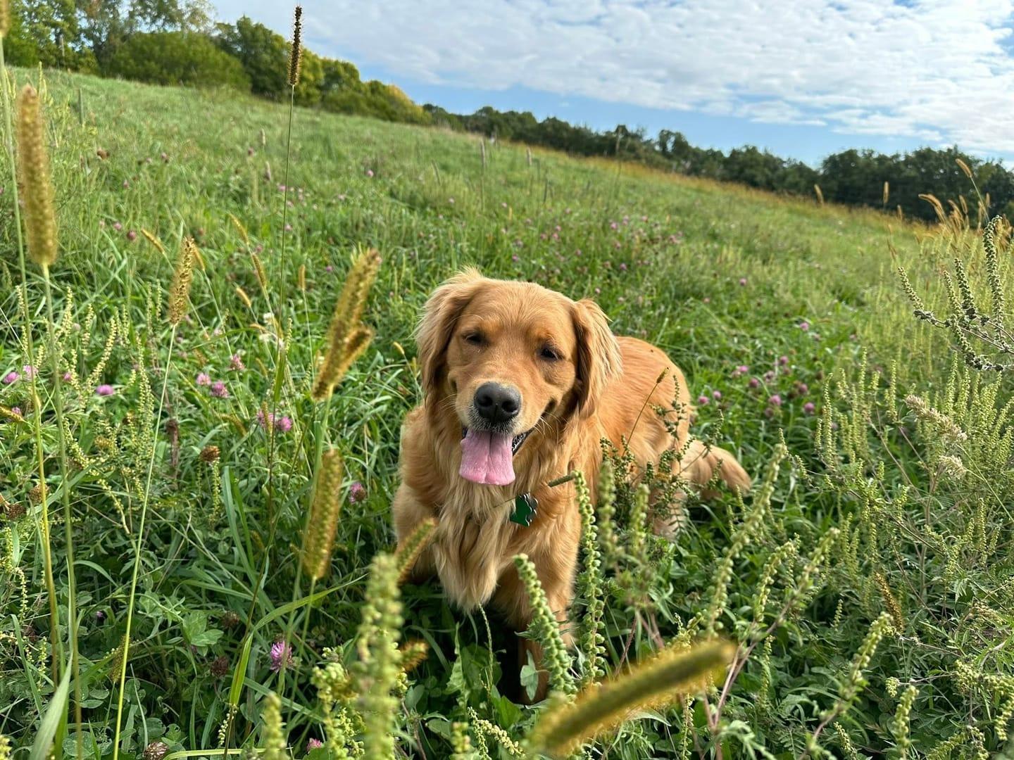Radiant Golden Retriever thriving on purpose-built wilderness trails at River Paws' exclusive facility in Waunakee, Wisconsin