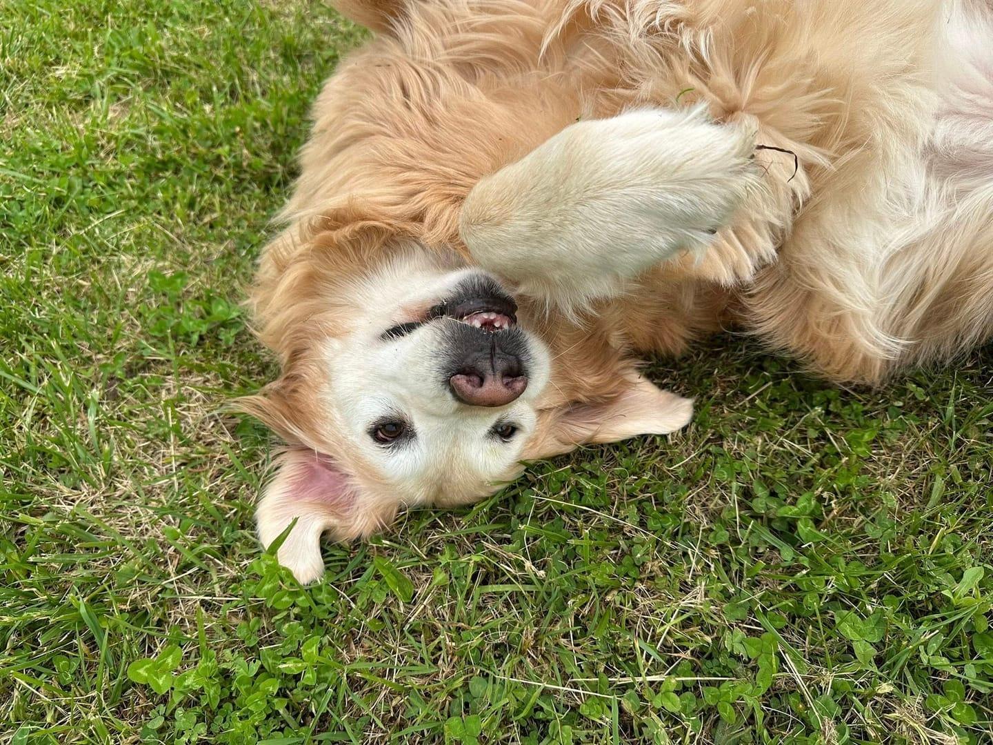 Relaxed Golden Retriever experiencing natural enrichment for Madison area dogs at Waunakee's premier adventure park