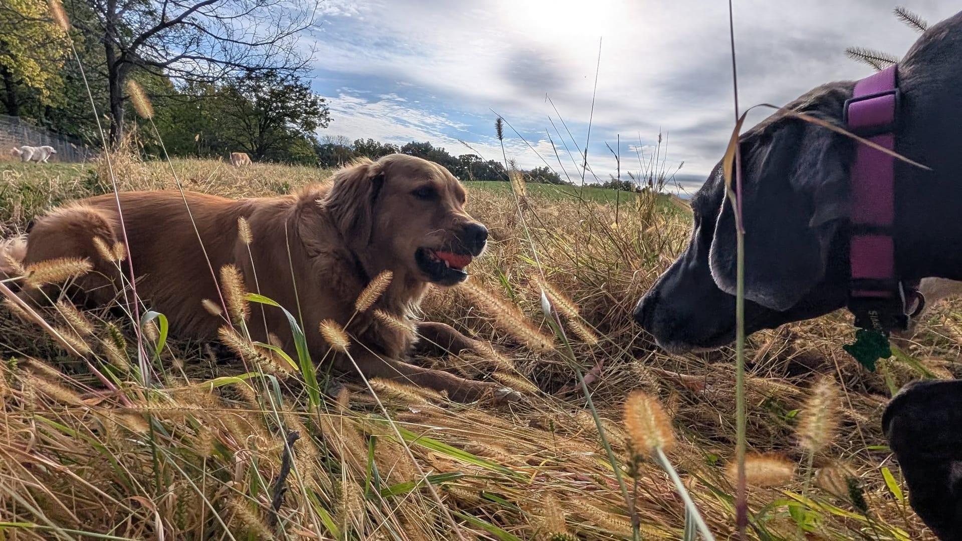 Relaxed Golden Retriever socializing thriving on purpose-built wilderness trails at River Paws' exclusive facility in Waunakee, Wisconsin