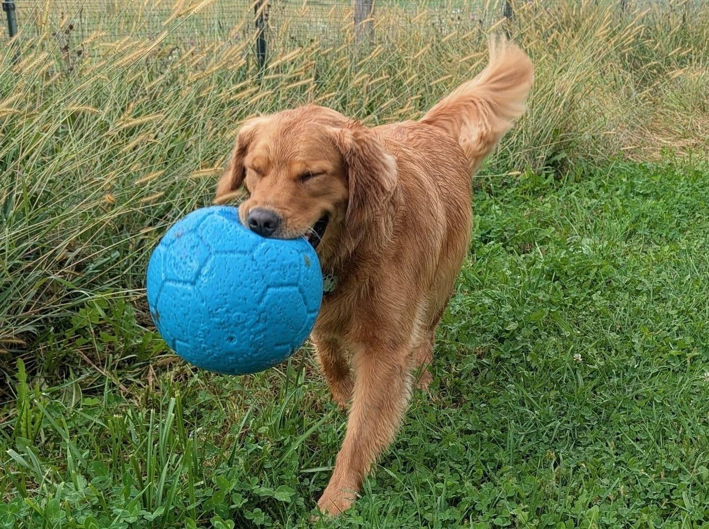 Satisfied Golden Retriever thriving on purpose-built wilderness trails at River Paws' exclusive facility in Waunakee, Wisconsin