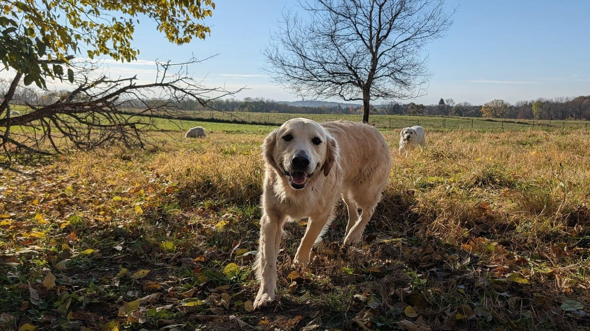 Smiling Golden Retriever thriving on purpose-built wilderness trails at River Paws' exclusive facility in Waunakee, Wisconsin
