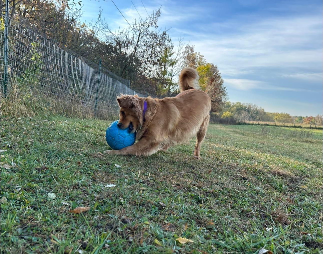 Golden Retriever socializing thriving on purpose-built wilderness trails at River Paws' exclusive facility in Waunakee, Wisconsin