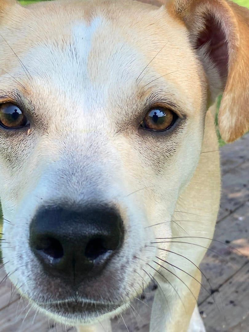 Soulful Lab mix enjoying a peaceful moment in Madison nature
