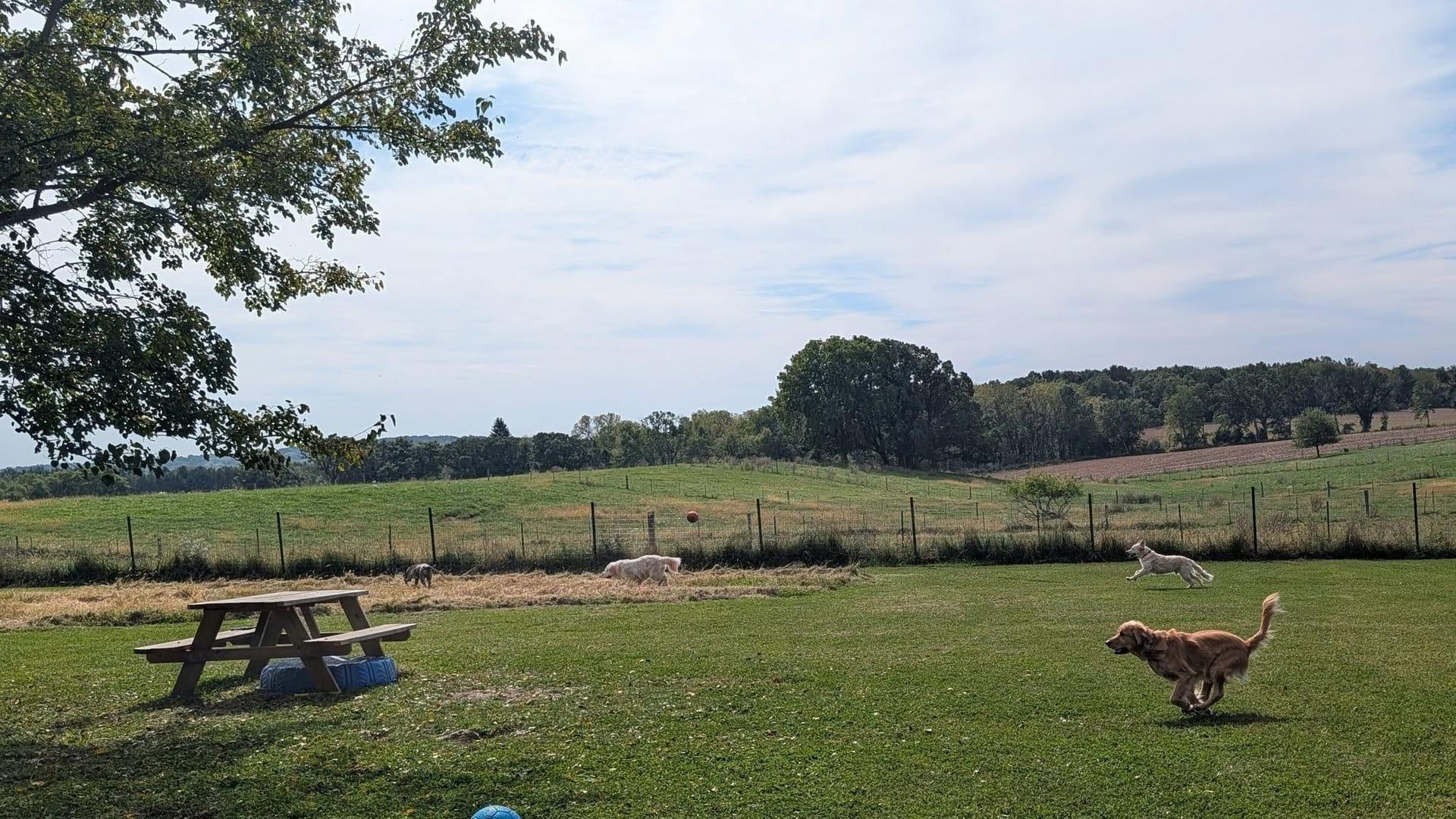 Spirited Golden Retriever experiencing natural enrichment for Madison area dogs at Waunakee's premier adventure park