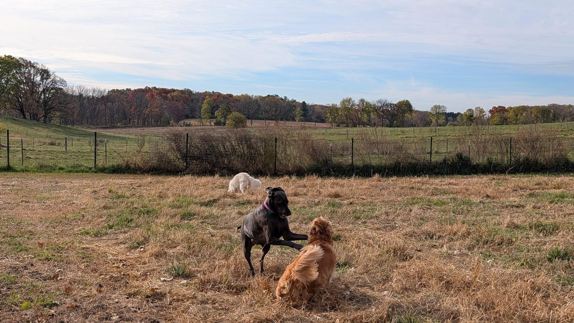 Spirited large breeds thriving on purpose-built wilderness trails at River Paws' exclusive facility in Waunakee, Wisconsin