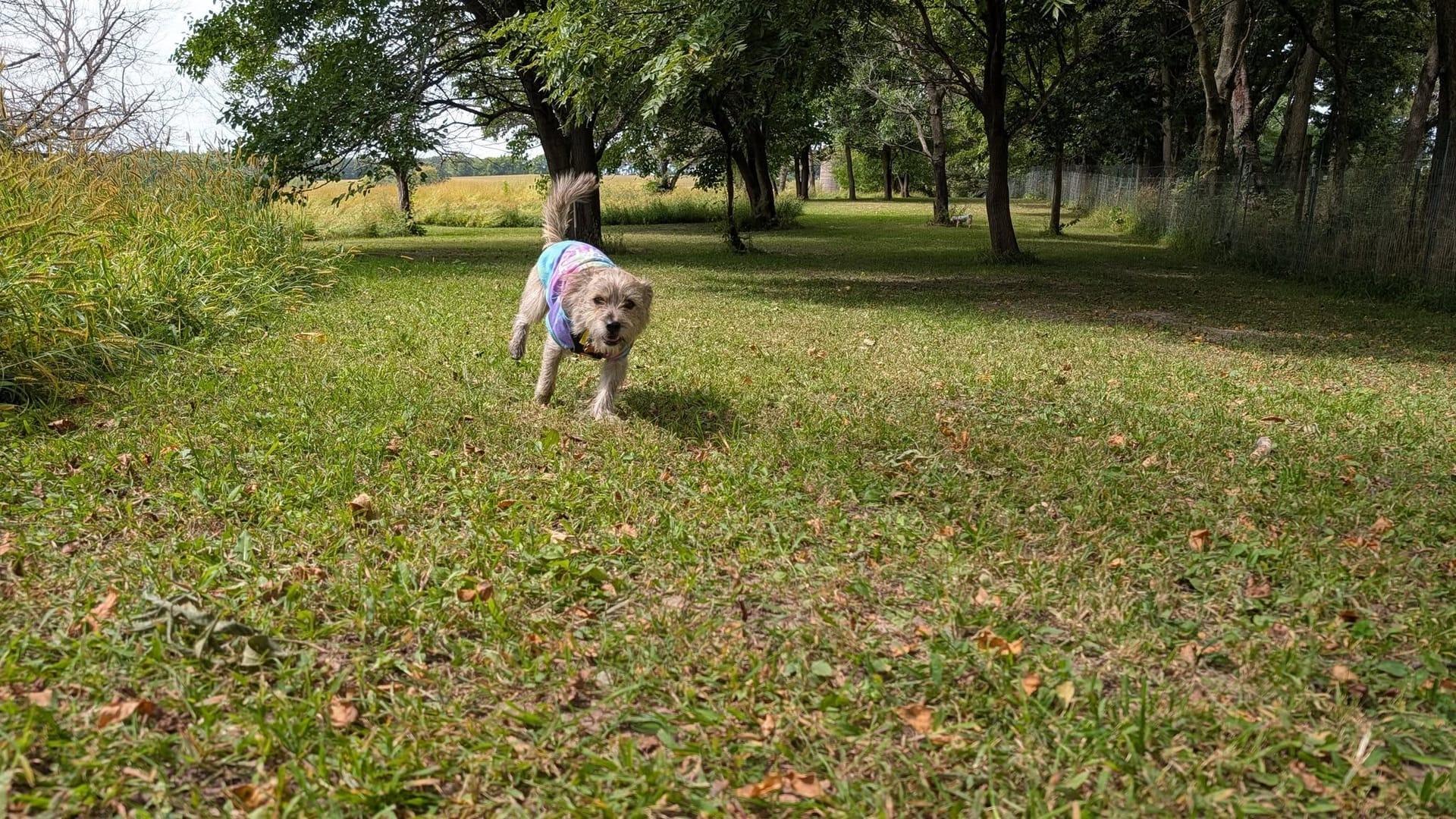 Spirited terrier getting thriving on purpose-built wilderness trails at River Paws' exclusive facility in Waunakee, Wisconsin