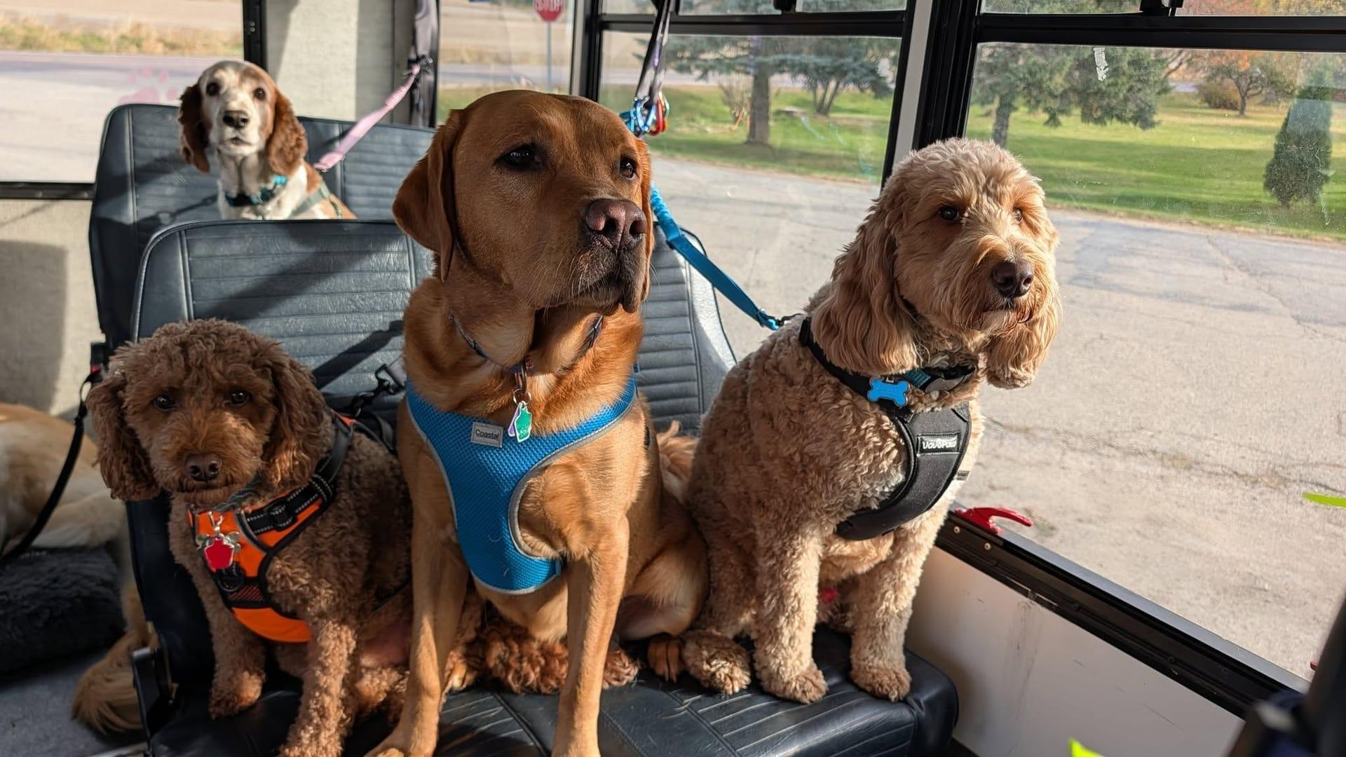 Calm dogs experiencing natural enrichment for Madison area dogs at Waunakee's premier adventure park