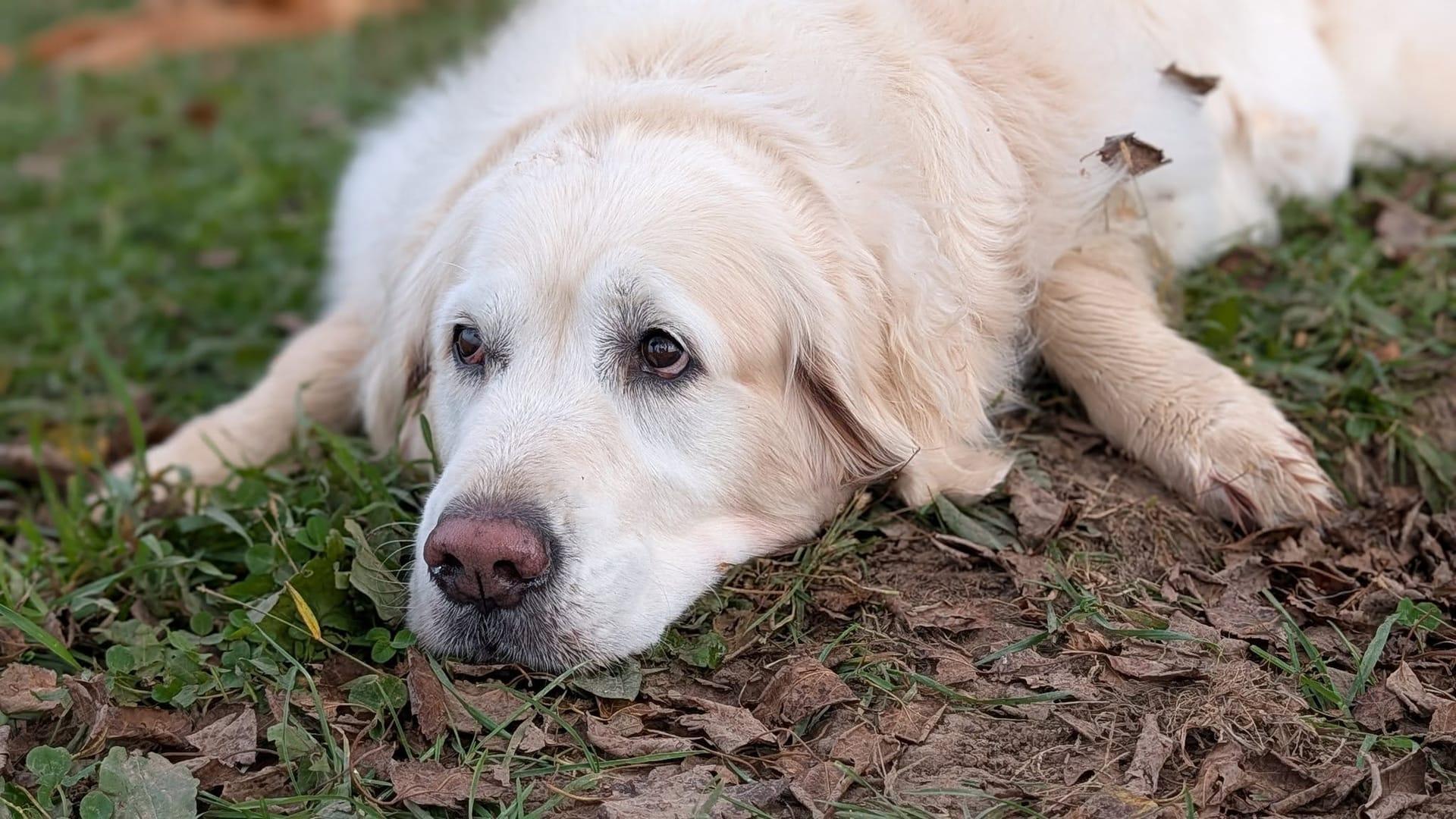 Content Golden Retriever experiencing natural enrichment for Madison area dogs at Waunakee's premier adventure park