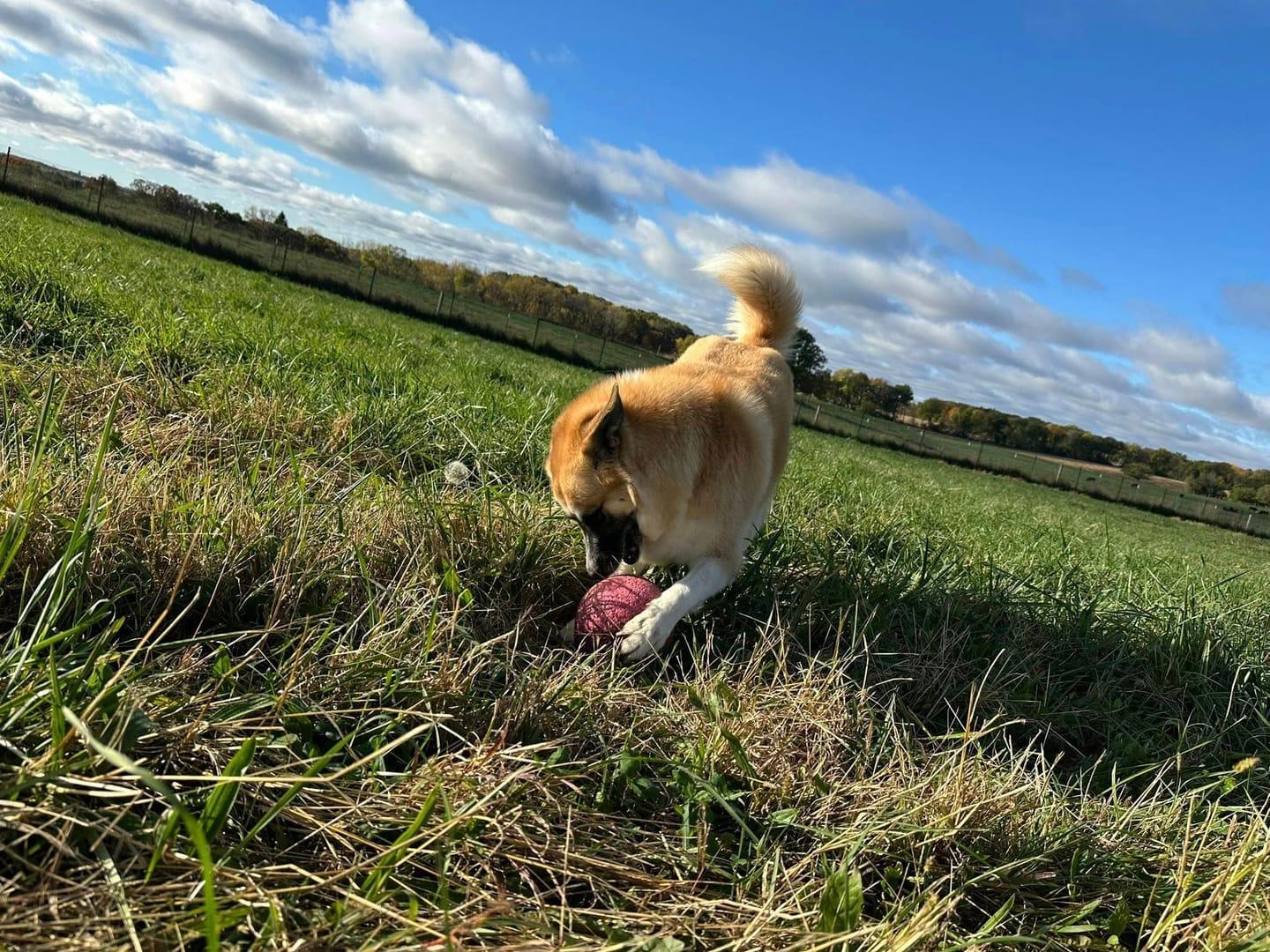 Playful mixed breed socializing experiencing natural enrichment for Madison area dogs at Waunakee's premier adventure park