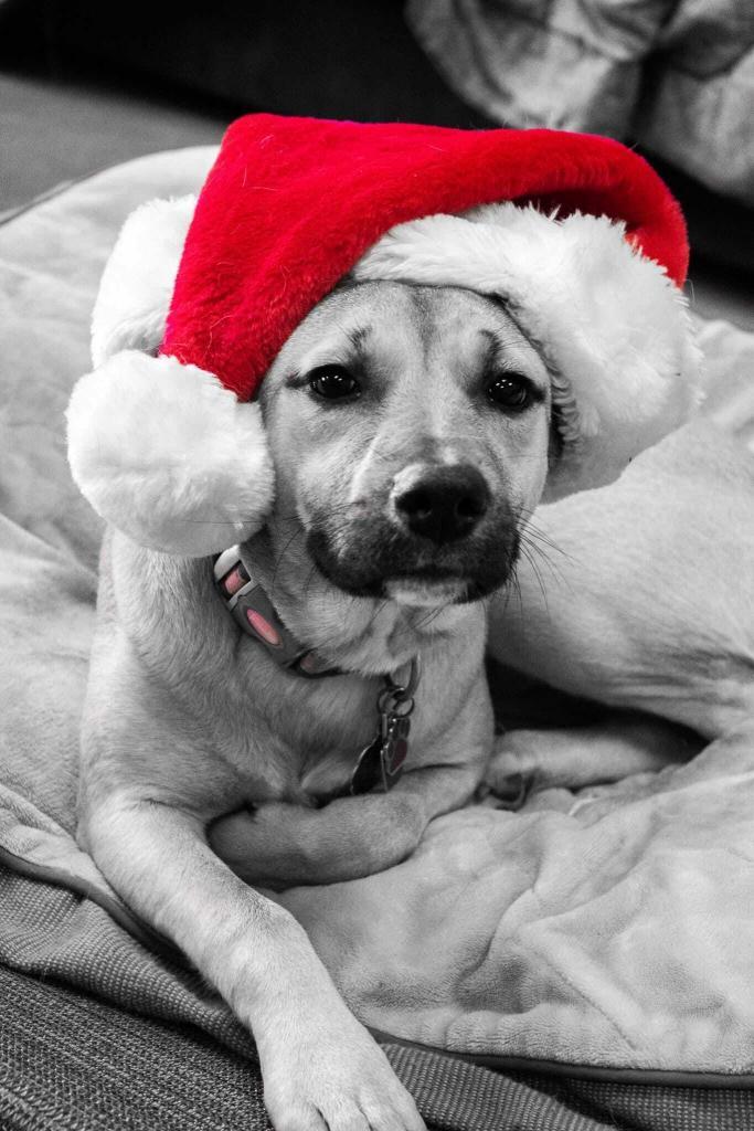 Madison Area Dog Grooming Dog in Santa Hat - River Paws
