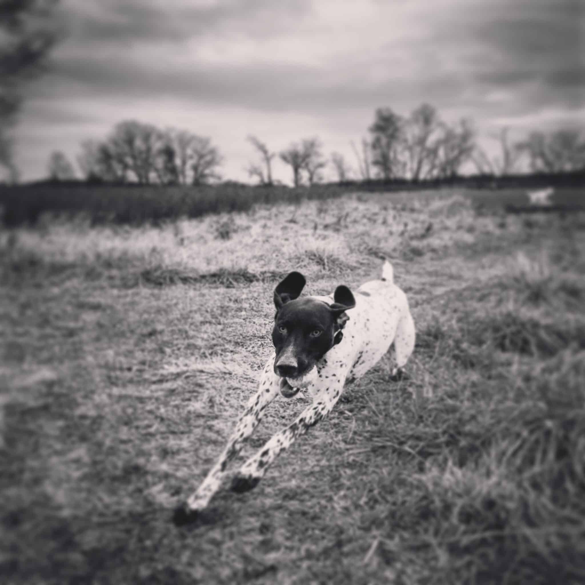 IMG_0280 Dog Daycare - Running