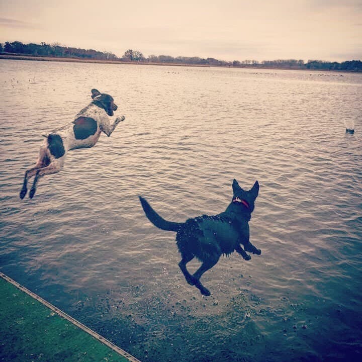 IMG_0326 Doggy Daycare - Dog Park