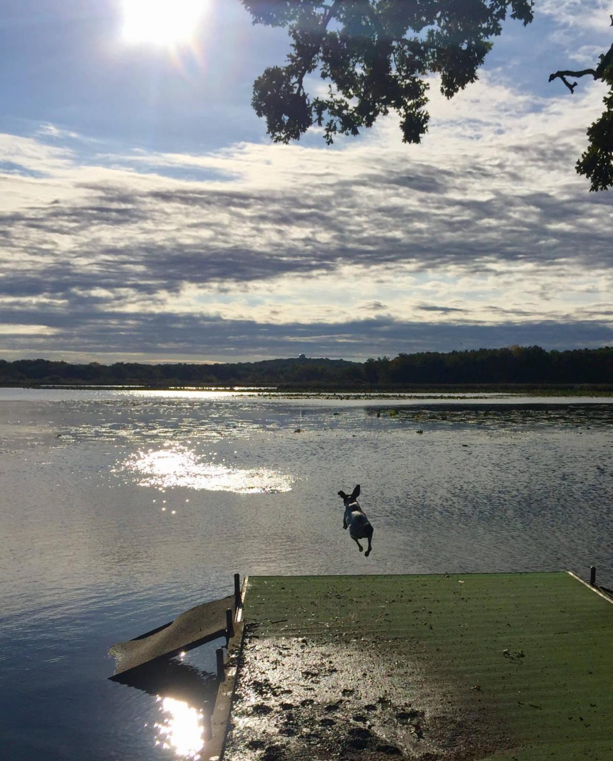 River Paws Dog Daycare, Puppy Socialization, Day Training