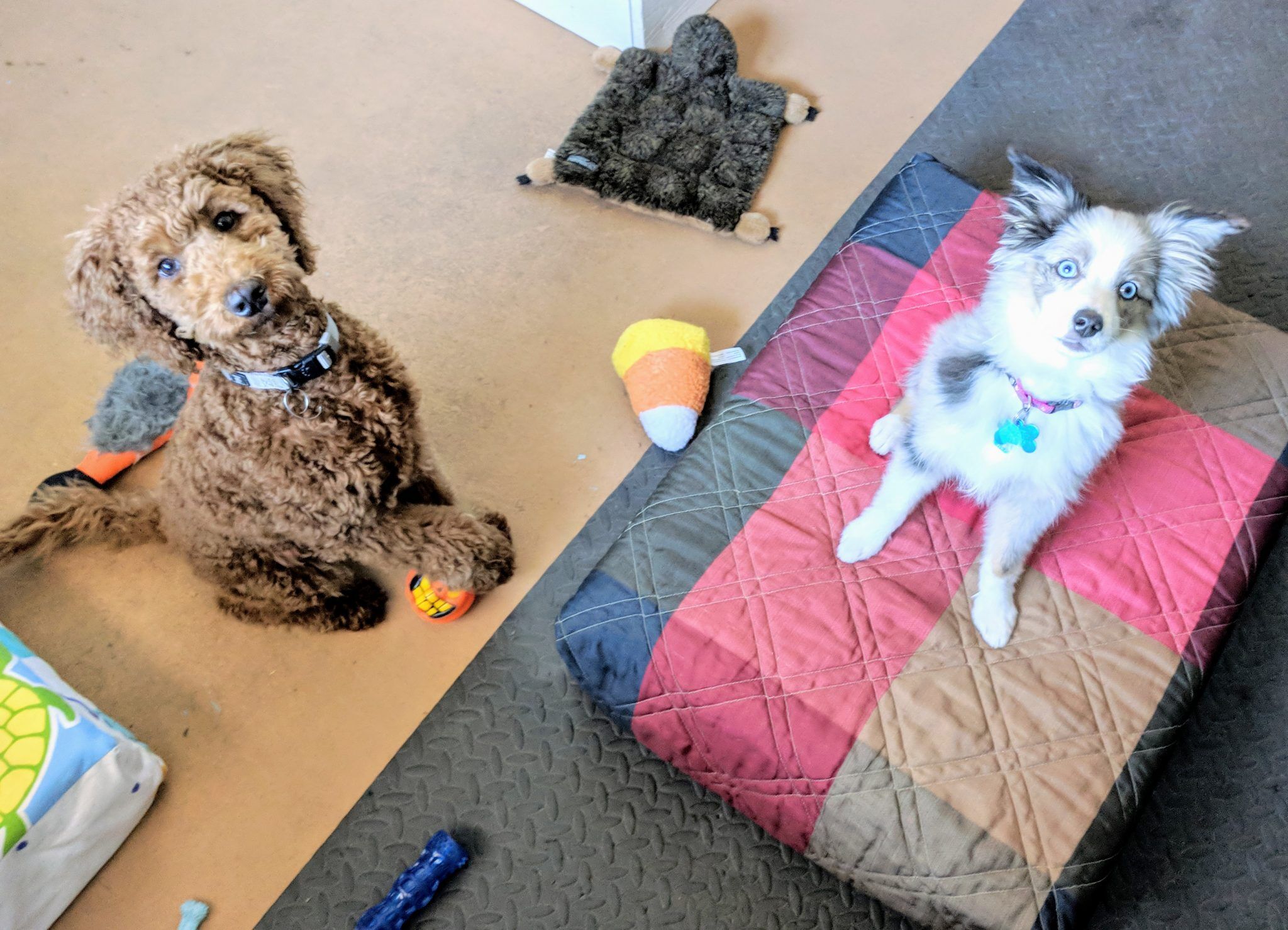 PuppyPlay River Paws