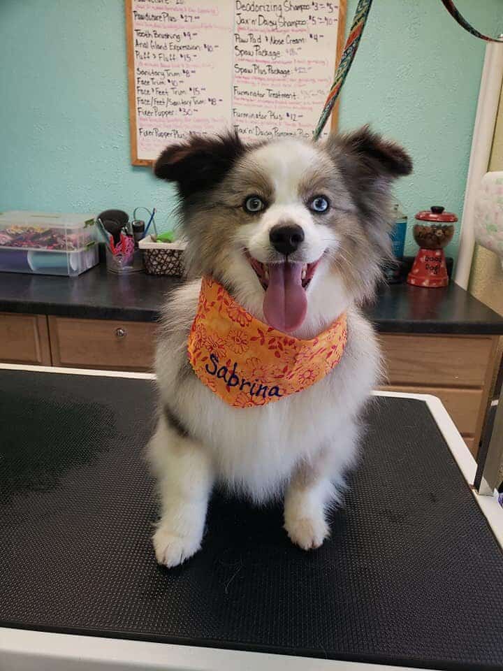 Grooming Dog Picture After Dog Groomer Haircut - River Paws