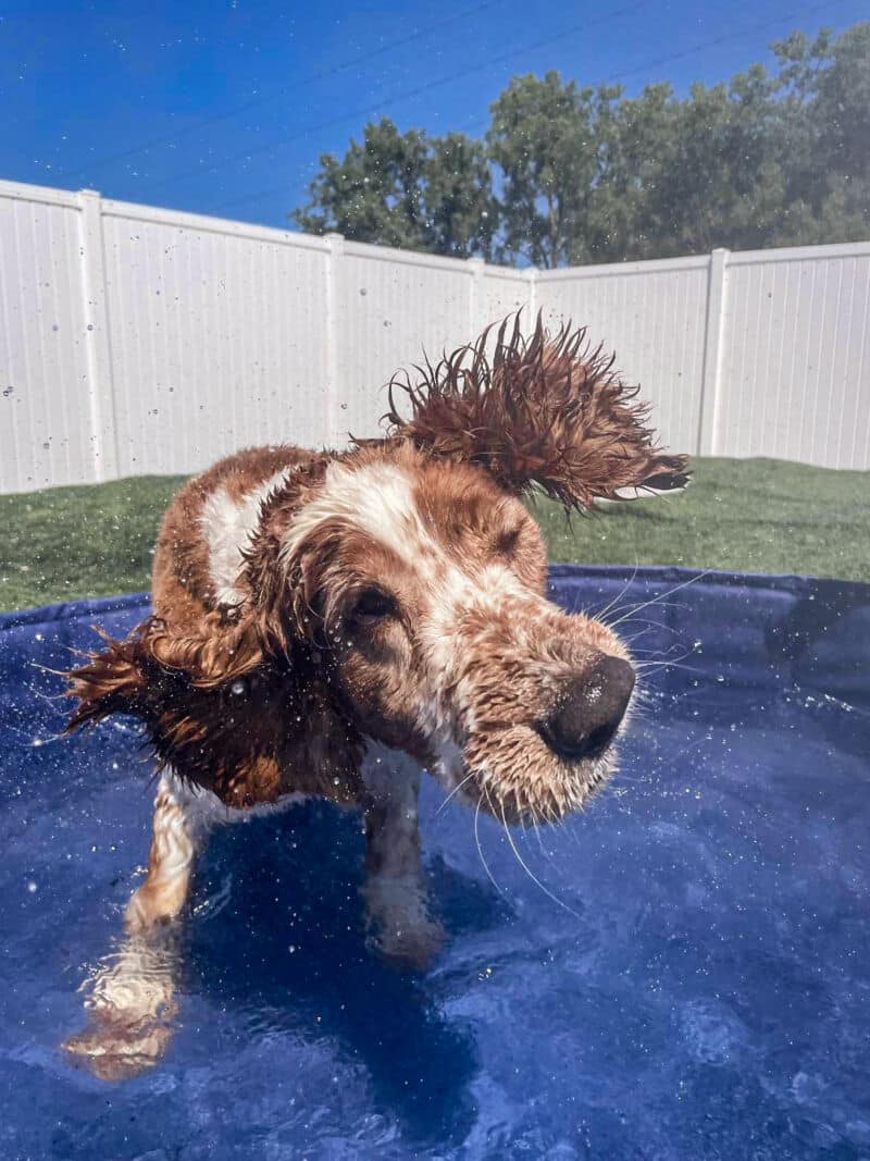 Dog Grooming Middleton WI