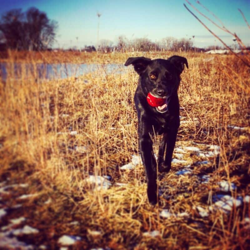 - River Paws