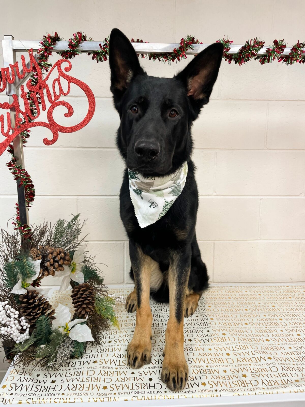 River Paws Dog Grooming and Doggy Daycare Center