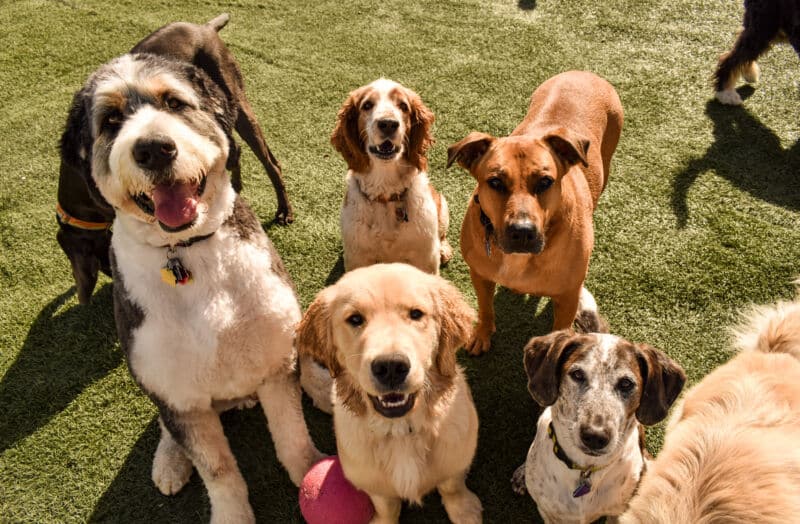 Doggie Day Care near Madison River Paws
