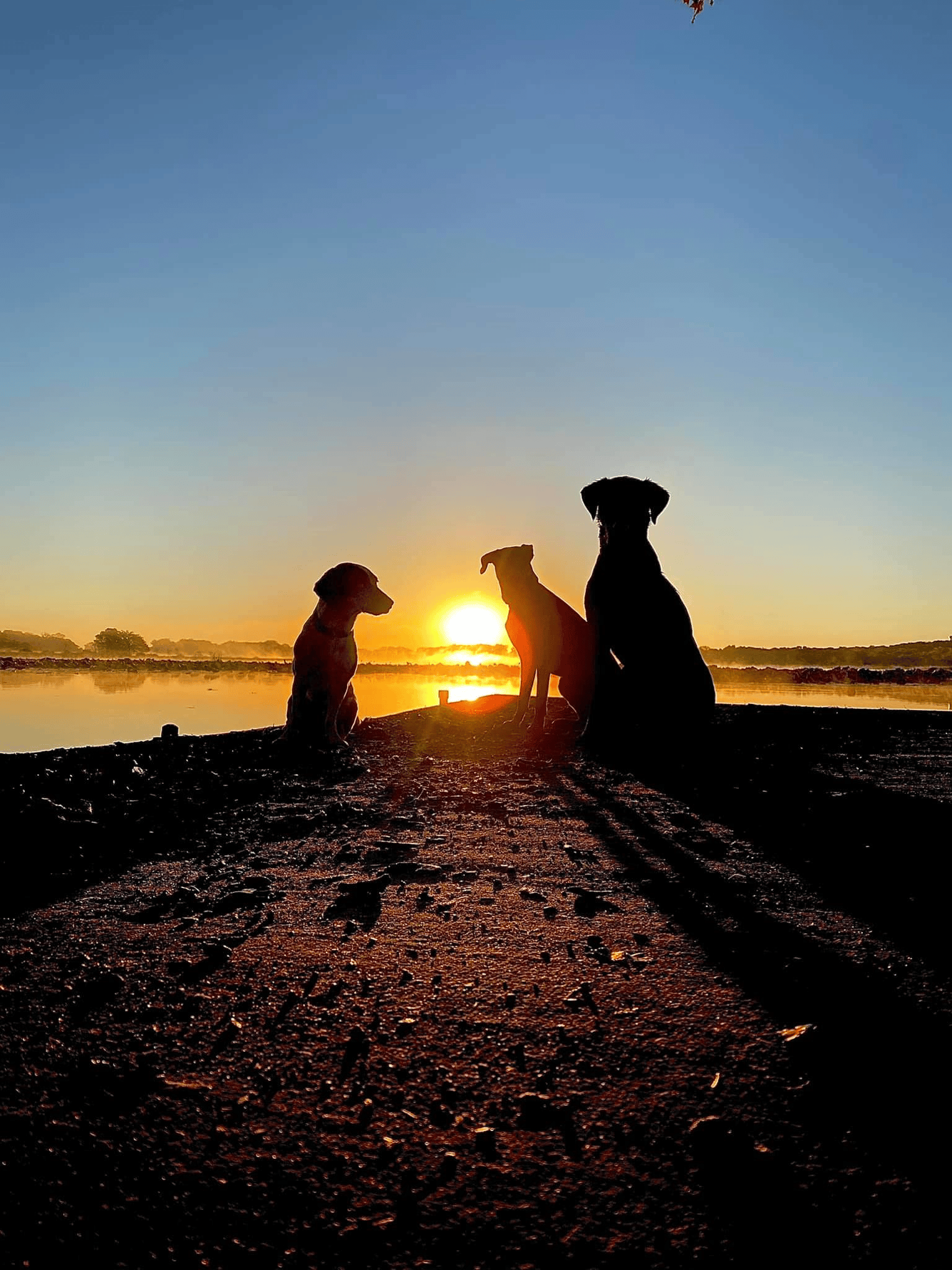 Doggy Daycare