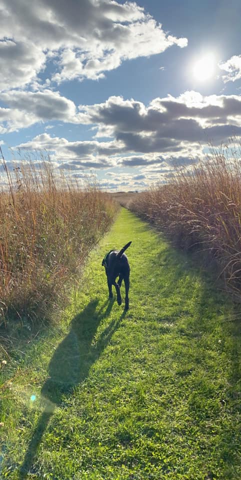 Doggy Daycare in Waunakee