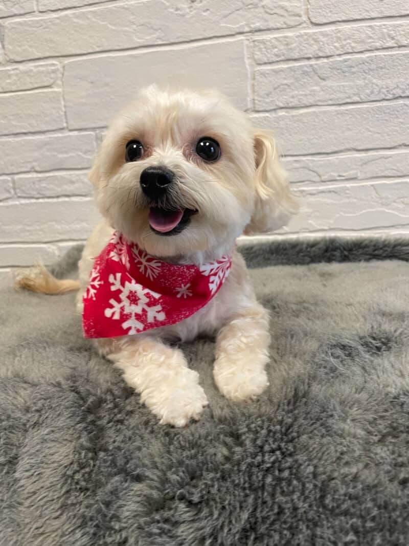 Just groomed Dog Grooming Madison Dog smiling - River Paws