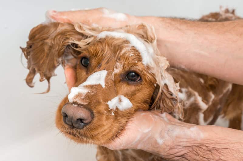 Dog Spa Day - Dog Grooming Madison Bath