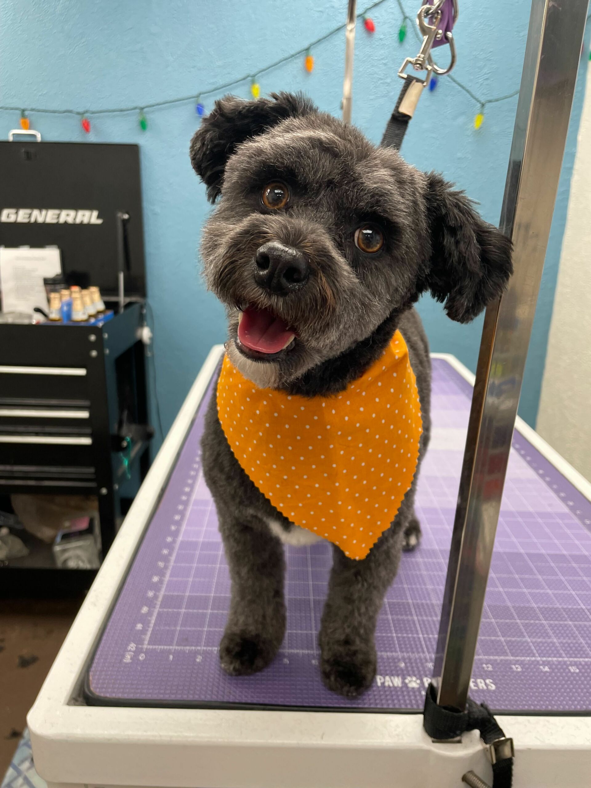 Artistic Dog Groomers Decatur Il Wallpaper in 4K Artistic Dog Groomers Decatur Il Wallpaper in 4K