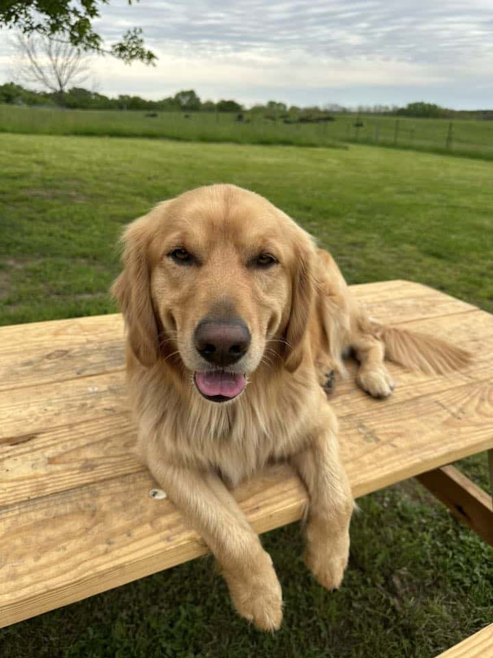 Madison-Dog-Hiking