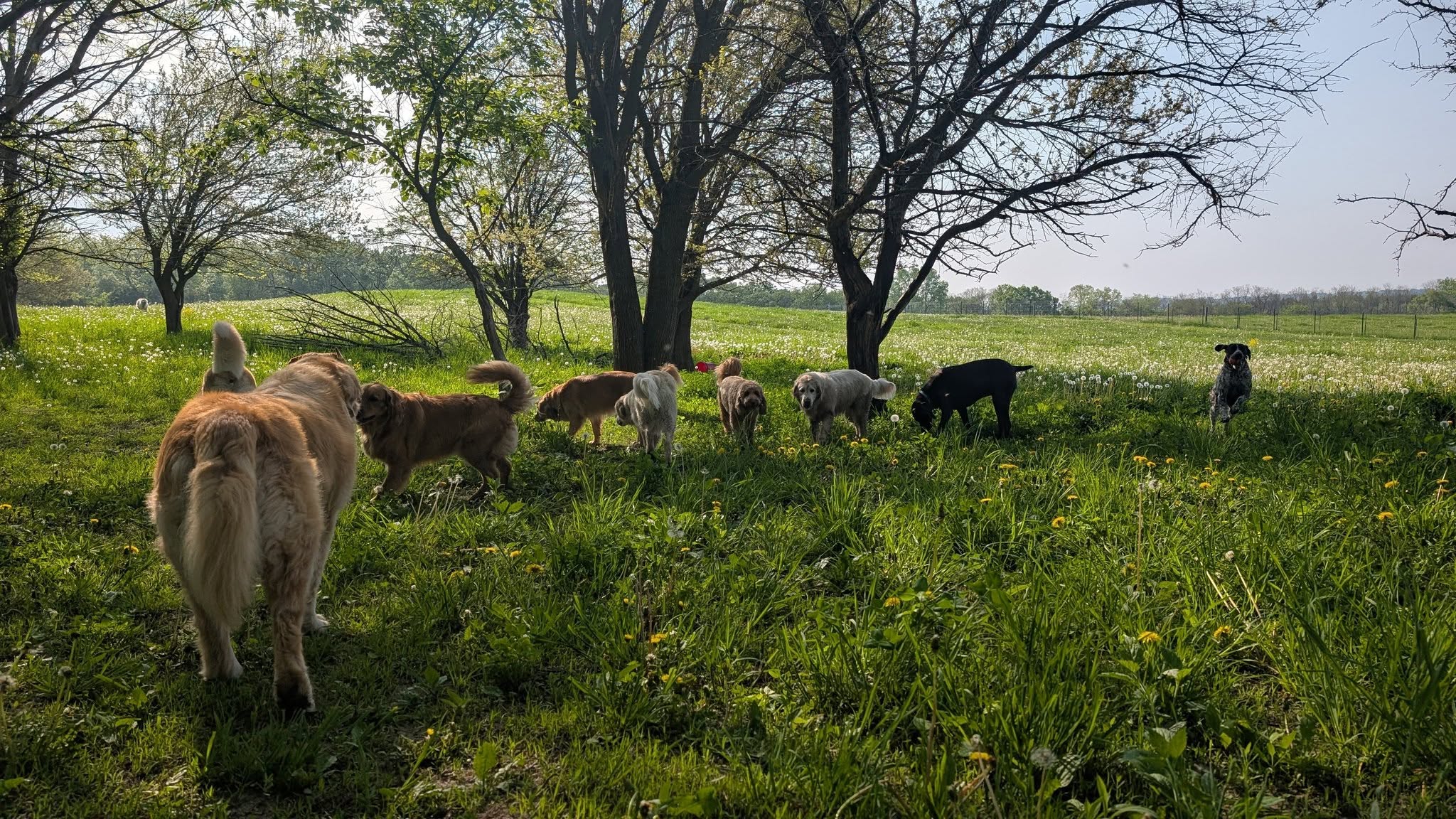 Madison Dog Hikes